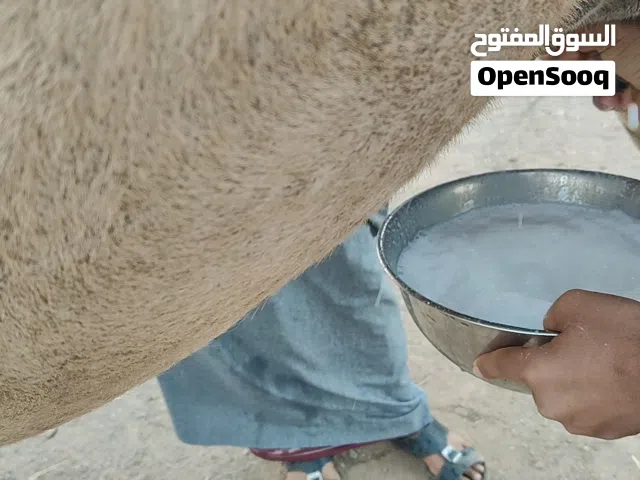 عزوف محليه ناقة حليب تحتا جعود هاديه