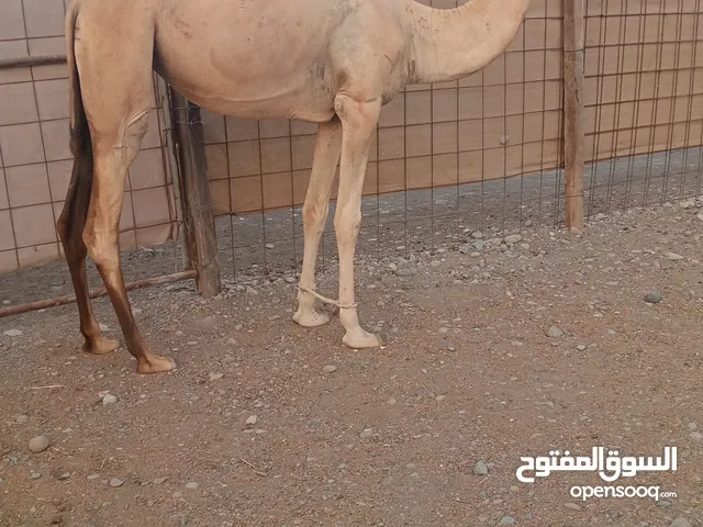 بكره يذعه تصفر ثنيه
