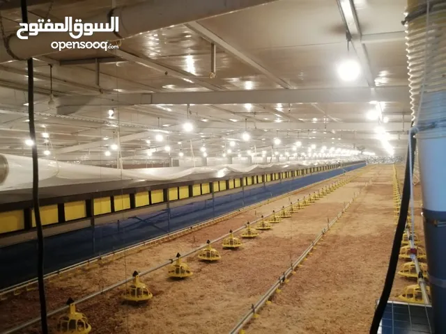 شريك للعمل في الدجاج