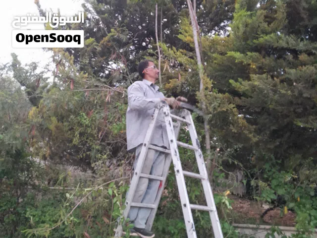 قص الاشجار ورش الاشجار وتنسيق الحدائق وتشكيل اشجار الجولدستار وتنظيف ساحات المنازل من الأعشاب .....