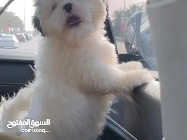 جرو شيتزو للبيع ب70 دينار مع الاغراض