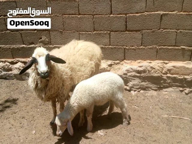 سلام عليكم متوفر نعجه والده خروف
