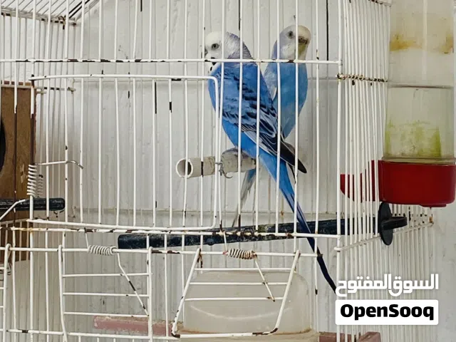 عصفور بقول لينو