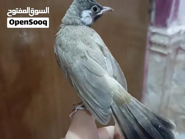 السلام عليكم بلبل اليف للبيع محلق للبيع هو القفص