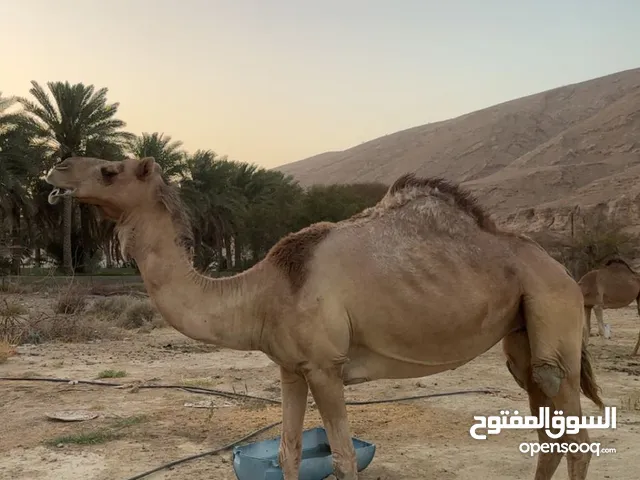 ناقه لحم سمين ما شاء الله