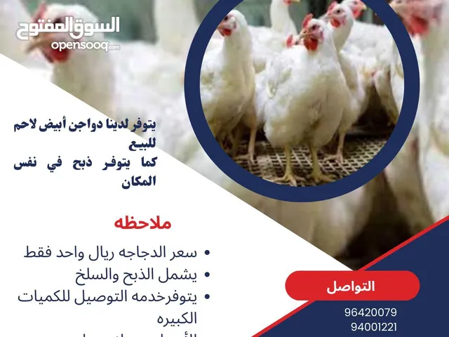 دجاج لاحم للبيع