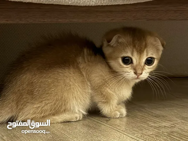 قطوة سكوتش فولد للبيع