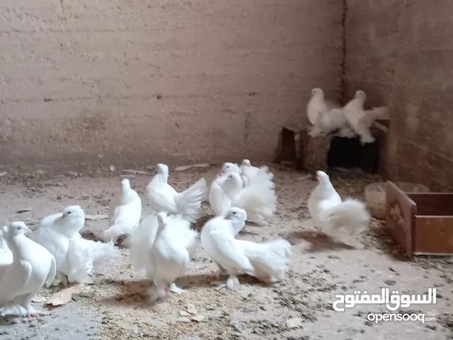 حمام هزازللبيع