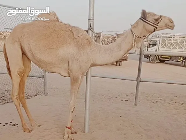 بكرة فطيمه