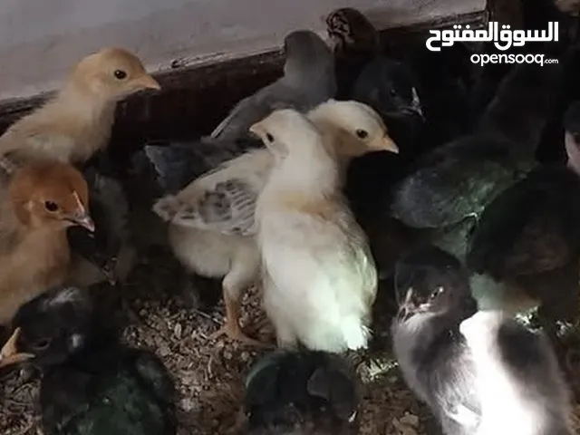 صيصان عمر شهرين