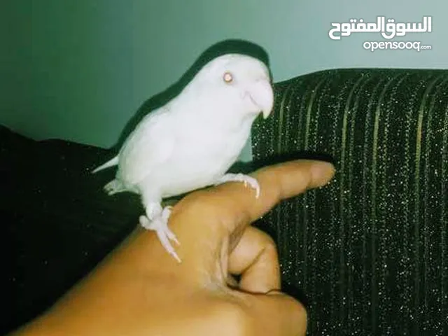 روز البينو ترويض تام العمر 4شهور وايت عين حمرا