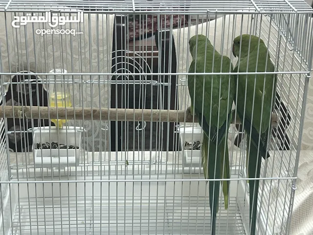 Young non-pet Indian parrots 