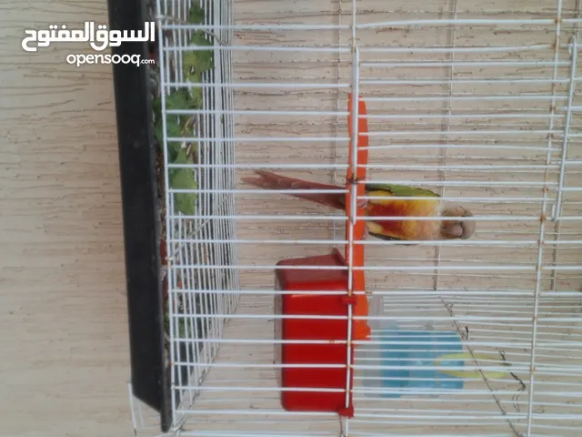 ببغاء كنيور