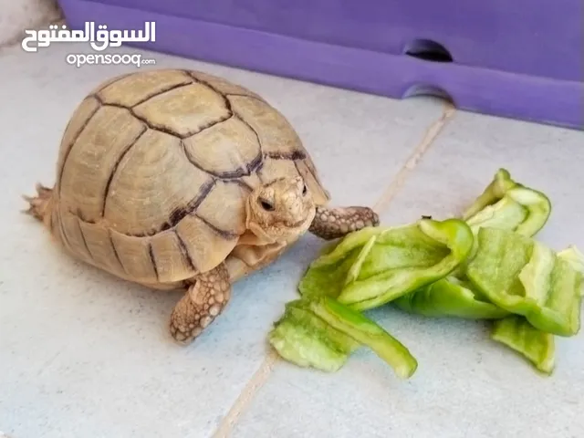 سلحفة اليفه للبيع مرحه مناسبه لجميع الأعمار