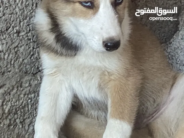 Husky puppies  2 month for sale