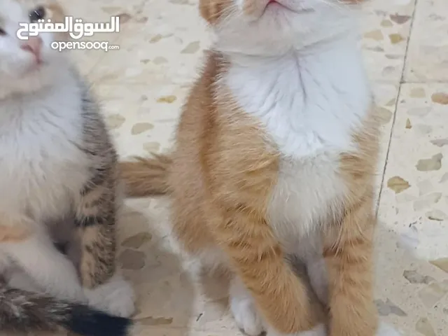 قطط للتبني