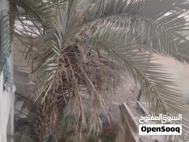 شجرتين نخيل عايشات بس بدهم تطعيم عمر كبير عمر كبير تعال شيل ما بختلف معك