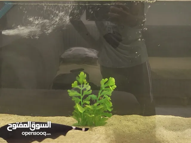 Perfect 9.5 inch Black Ghost Knife Fish for Sale