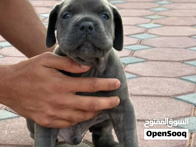 جرو كاني كورسو أصيل، مع كامل التطعيمات والتوثيق، متاح Cane Corso puppy for sale