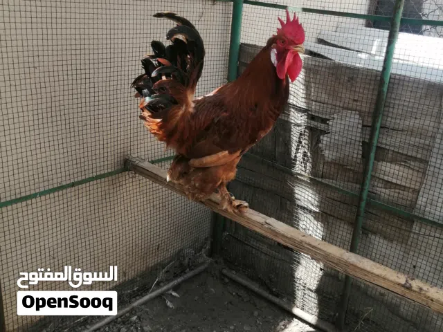 ديك كوتشن للبيع