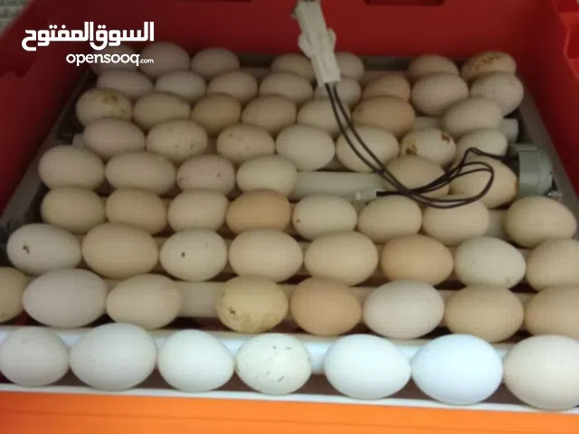 فقاسات بيض للبيع