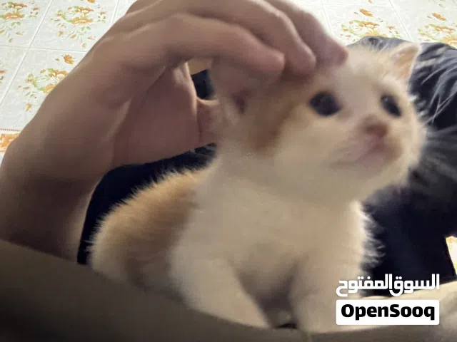 قطط شيرازي