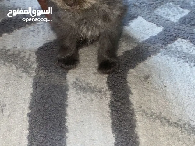 Kitten fore  