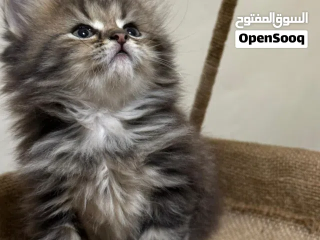 قط شيرازي للبيع