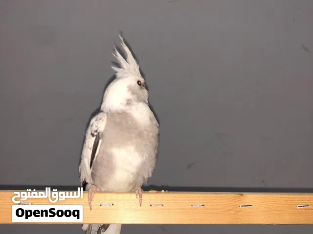 كوكتيل وايت فيس أليف