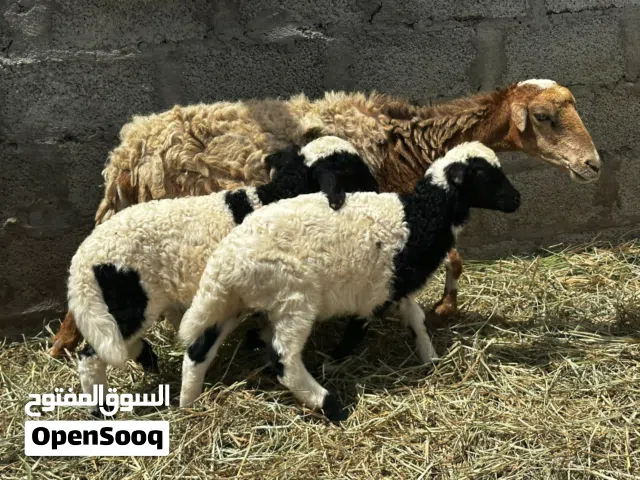 جعد تحتهن كباشه