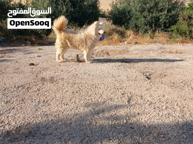 أنثى سموايد مستوى عالي