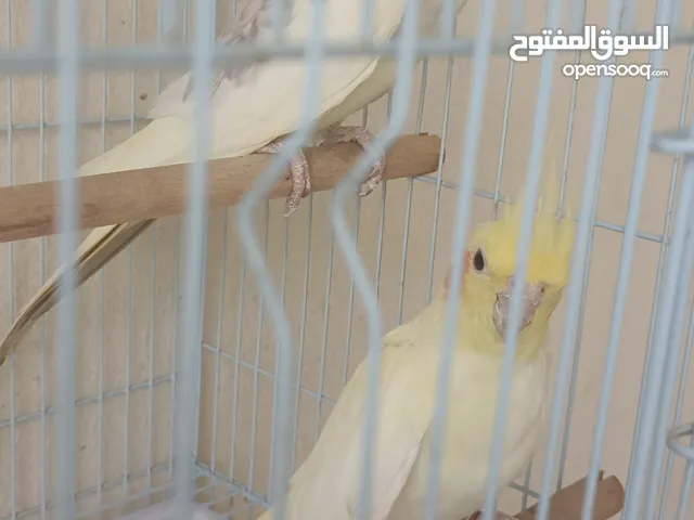 للبيع كومتيل