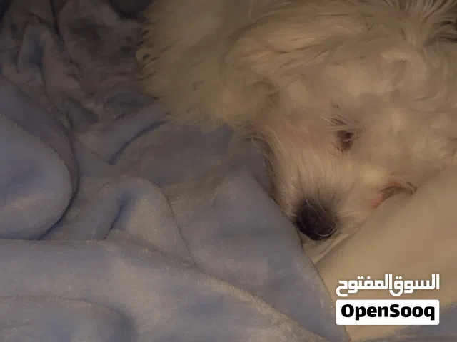 كلب مالتيز dog عمره خمس شهور عنده جواز