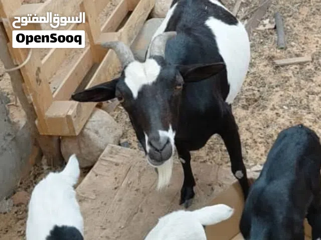 ماعز كرديات تحتها عناق وزوز جديان ربي يبارك مشاء الله تبارك الله