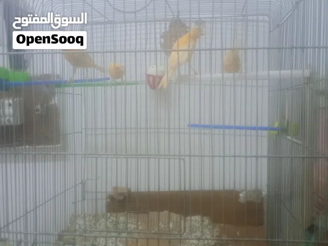 عصافير كنار احمر