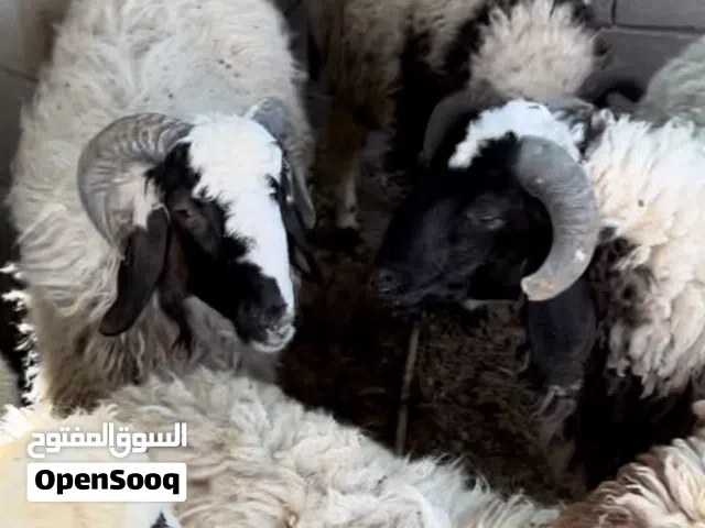 السلام عليكم متوفر اضاحي