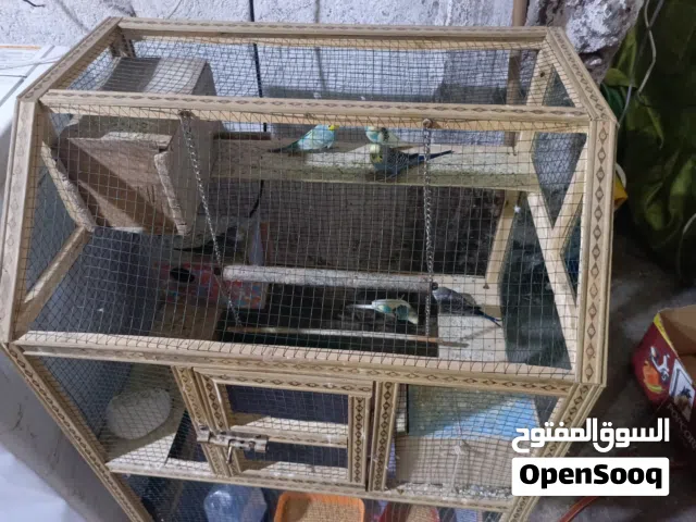 طيور حب هنه وقفصهن خمس ازواج