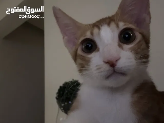 Male kitten for adoption - قط ذكر للتبني