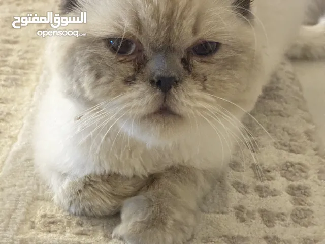تم العثور على قطة في الخان – الشارقة Found Cat – Al Khan, Sharjah