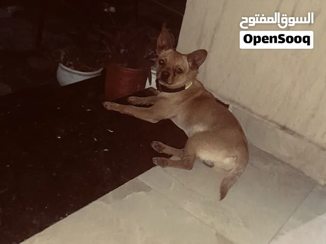 دكر شيواو للبيع