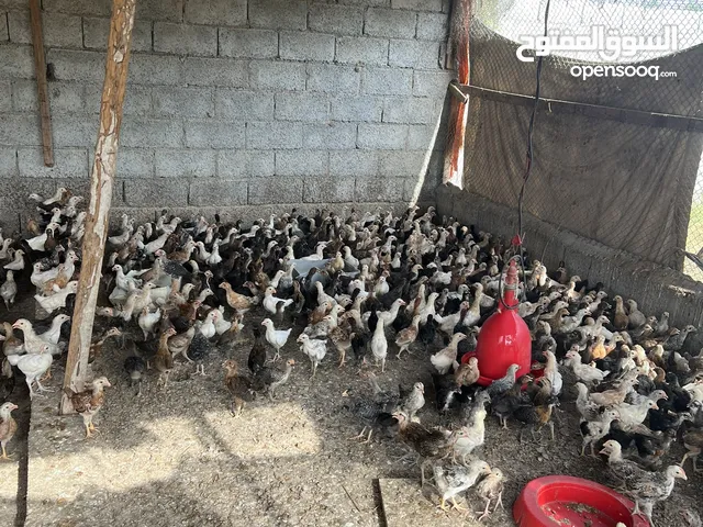 دجاج و بط للبيع