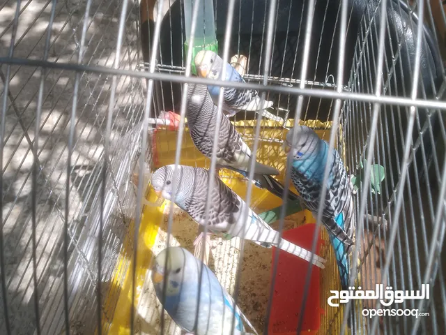 5 مخاليف حب الوان جميله وصحة ونظافة منهم واحد نوع رينبو