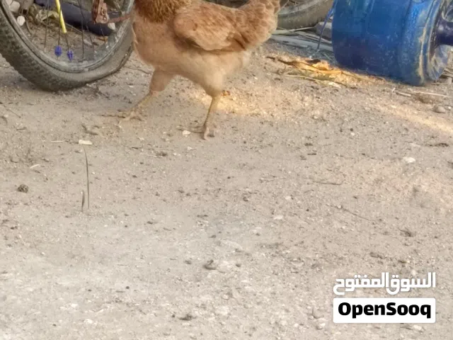 دجاج كويتي لبيع