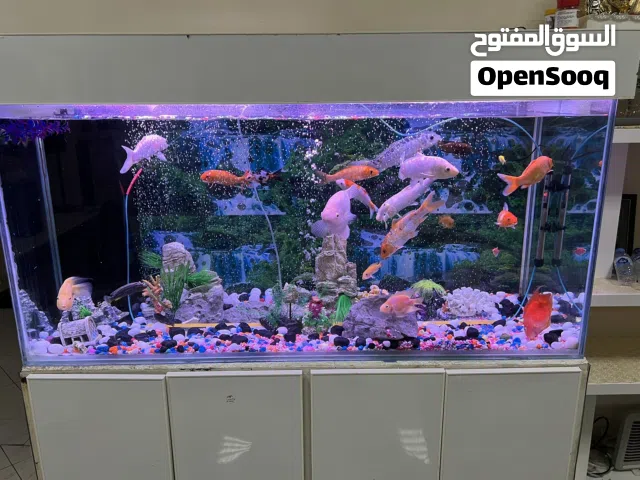 Fish Aquarium and Fishes for sale