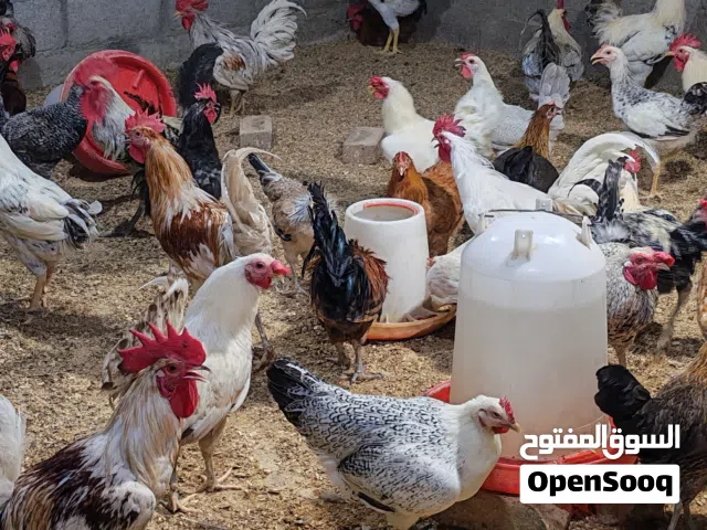 دجاج عماني فرنسي