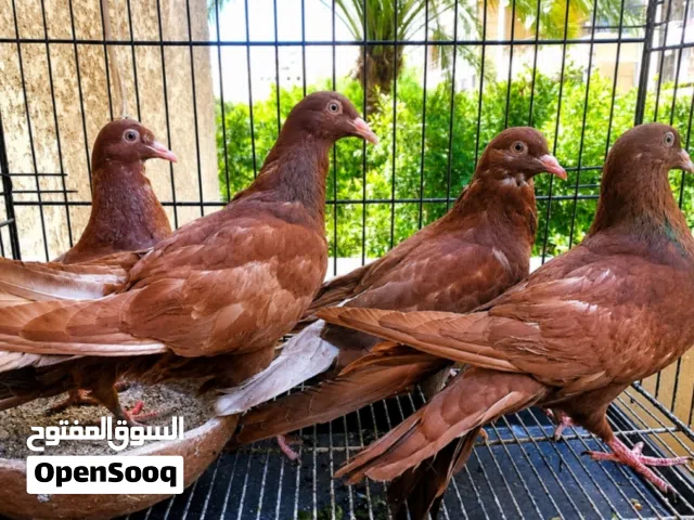 حمام روماني