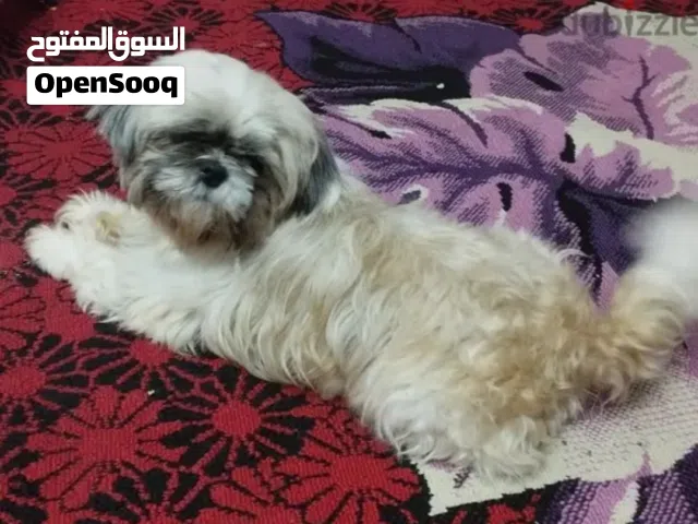 شيتزو للبيع