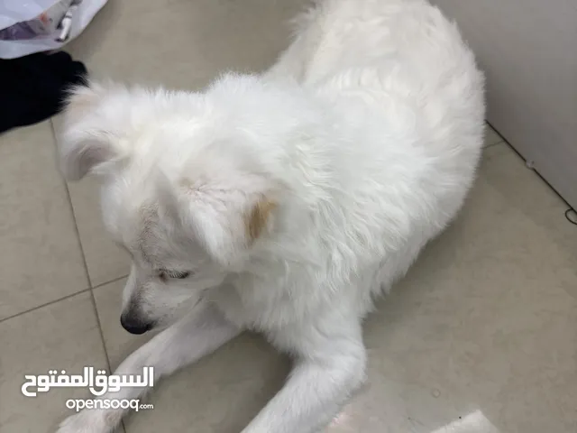 كلبه أليفه العمر 12شهر مع الجواز و التطعيمات