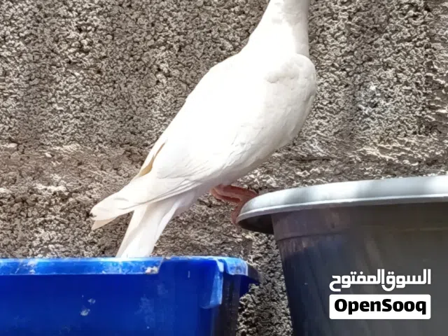حمامه راعبي
