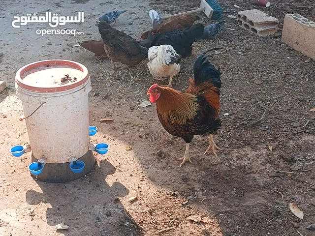 دجاج للبيع